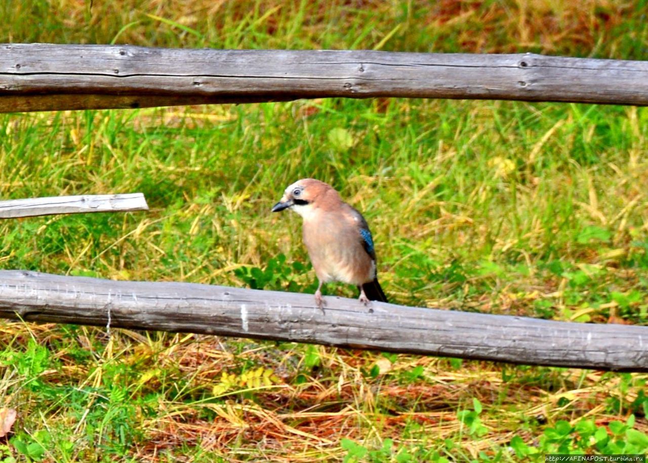 Сойки архангельского леса Архангельская область, Россия Сойки архангельского леса Архангельская область, Россия