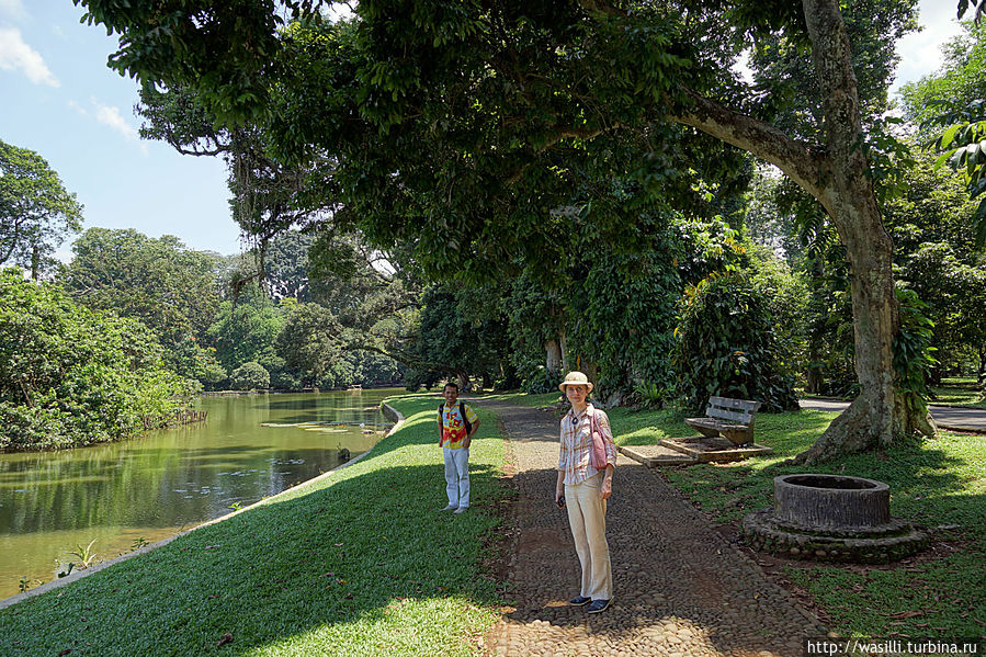 Пруд ботанического сада. Ява, Индонезия