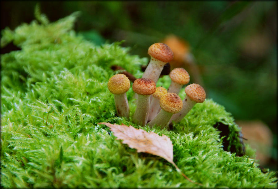 Моя патриотическая осень Россия Моя патриотическая осень Россия