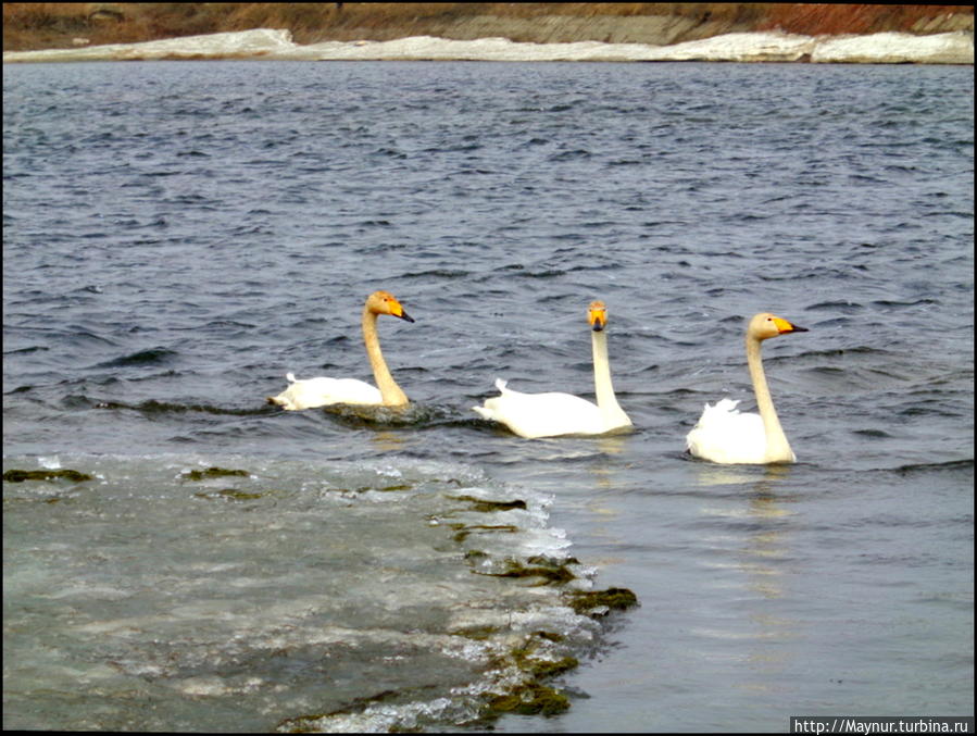 Пусть летят по небу лебеди... Южно-Сахалинск, Россия Пусть летят по небу лебеди... Южно-Сахалинск, Россия