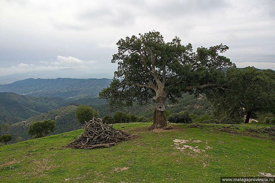 Вековые дубы Малага, Испания