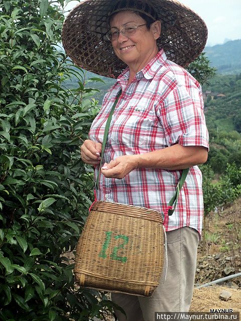 Сборщица чая Китай Сборщица чая Китай