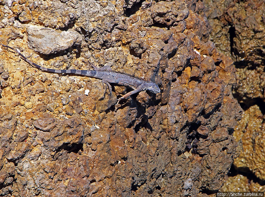 Скалолаз...ковая игуана Кабо-Рохо, Пуэрто-Рико Скалолаз...ковая игуана Кабо-Рохо, Пуэрто-Рико