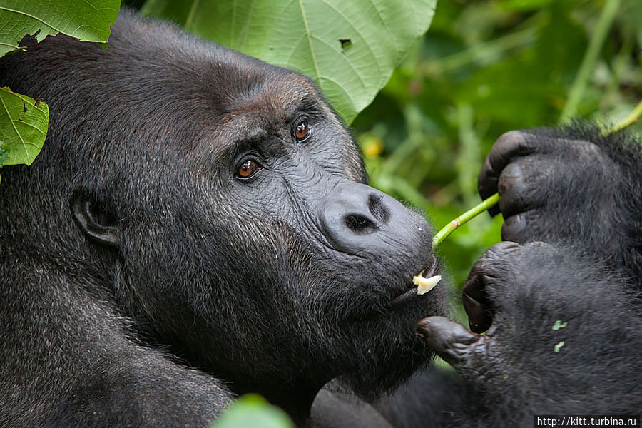 После часа наблюдения за самками и молодежью рейнджеры разыскивают главного самца.
Но вожак с серебрянной спиной удосуживает нас лишь парой взглядов и удаляется вглубь леса Национальный парк Кахузи-Биега, ДР Конго