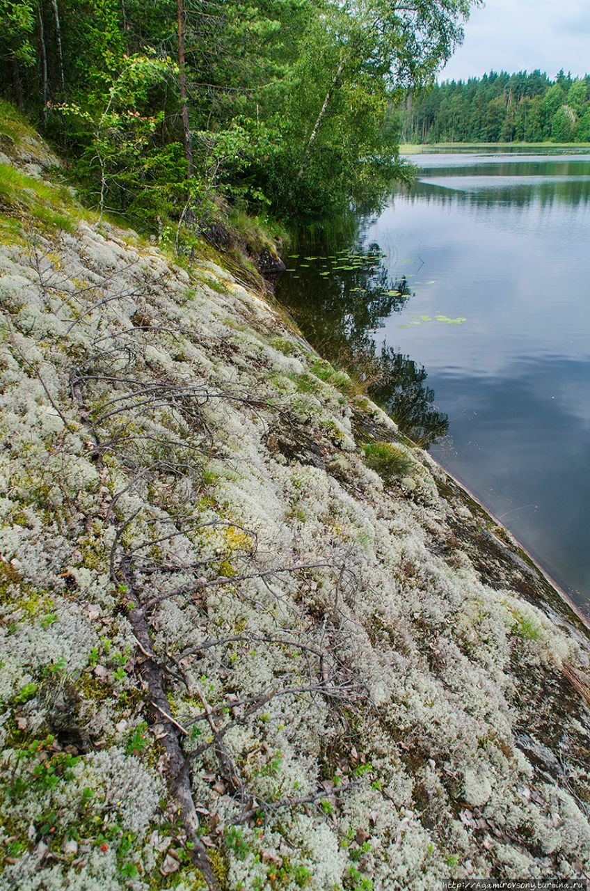 Озеро Ястребиное и его окрестности. Карелия, лето 2016. Приозерск, Россия