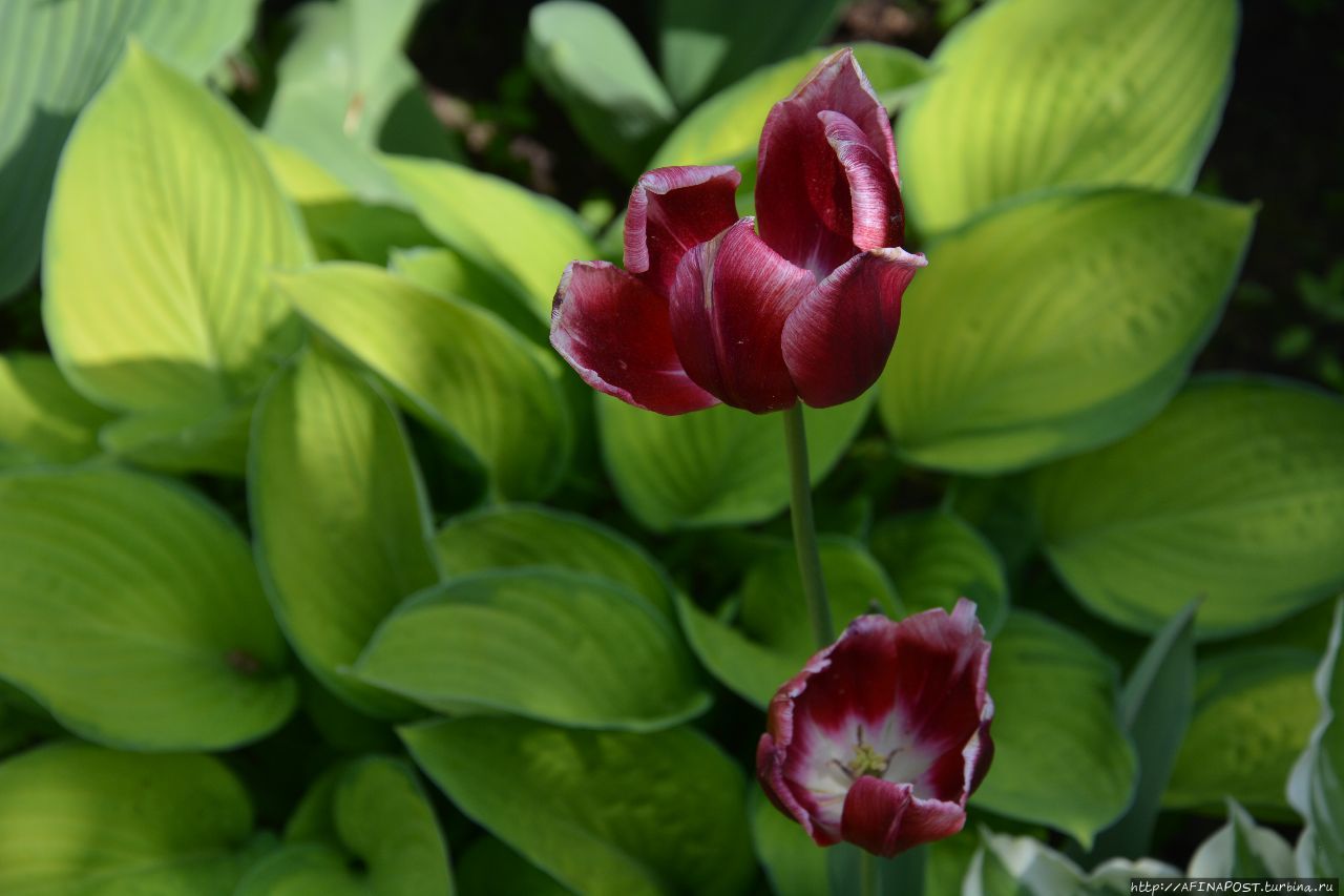 Лучик солнца золотой Москва и Московская область, Россия Лучик солнца золотой Москва и Московская область, Россия