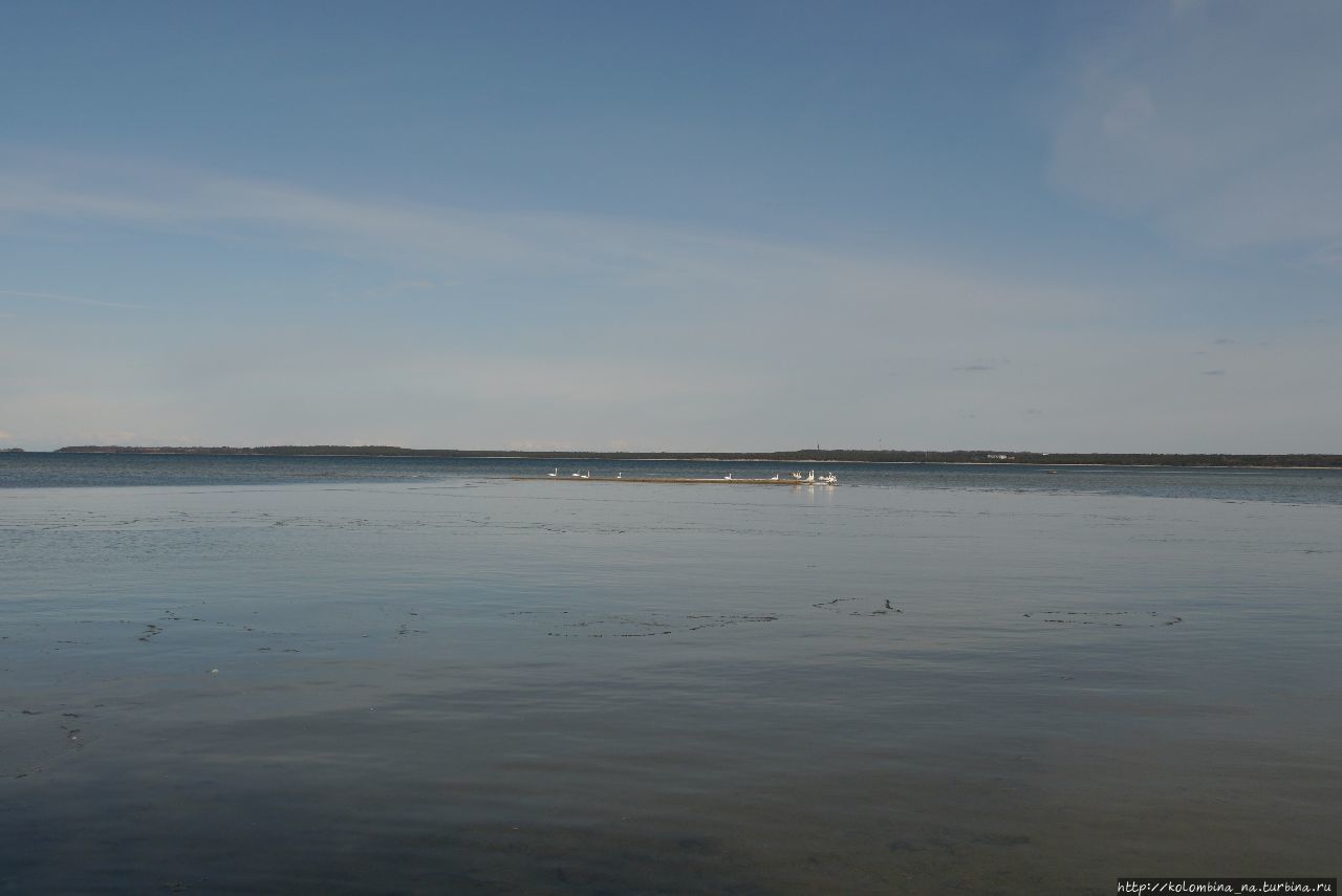 Лебеди предпочитают держаться подальше от берега Палдиски, Эстония