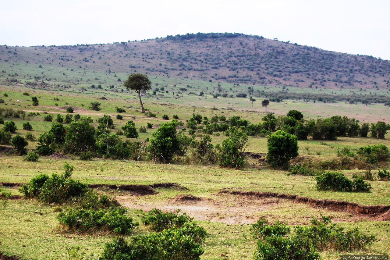 Масаи-Мара без Масаев и Мары. Чисто сафари Масаи-Мара Национальный Парк, Кения