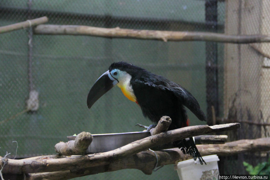 Звериная весна Пермь, Россия Звериная весна Пермь, Россия