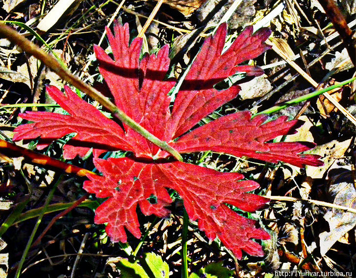 Листопа́д – это вам Ноябрь! Листопа́д – это вам Ноябрь!