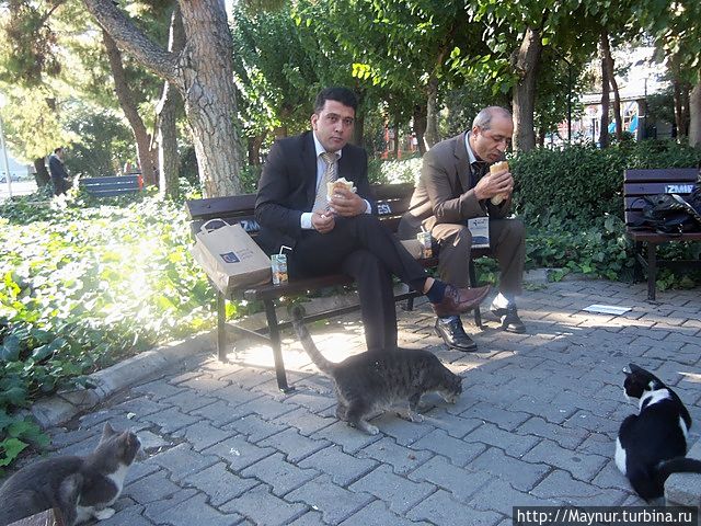 Перекус на скамейке в парке .Достается и кошкам. Измир, Турция