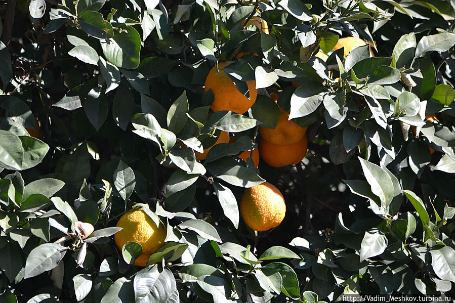 Апельсиновые деревья растут повсеместно Апельсиновые деревья растут повсеместно