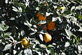 Апельсиновые деревья растут повсеместно