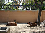 Зоопарк в Барселоне (Barcelona Zoo) находится практически в центре города. Это одно из популярных и наиболее часто посещаемых мест в Барселоне. Замечательный вариант отдыха для всей семьи. Здесь содержится около 8000 животных и более 400 видов со всех континентов земного шара. К радости и детей, и взрослых, в зоопарке представлены веселые и игривые детеныши диких кошек...