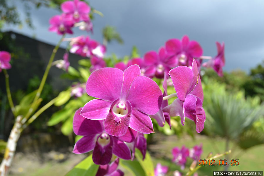 Посещение сада орхидей в окрестностях г.Денпасар Денпасар, Индонезия