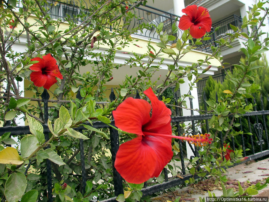 Прошёл год. И снова Дидим в октябре Дидим, Турция Прошёл год. И снова Дидим в октябре Дидим, Турция