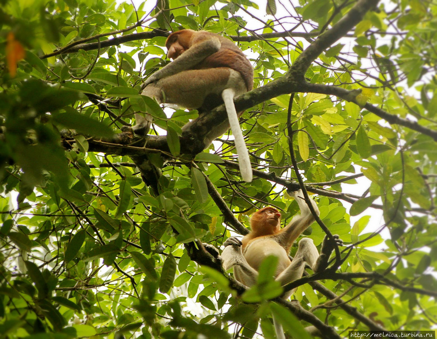 Самцы... Бако Национальный Парк, Малайзия