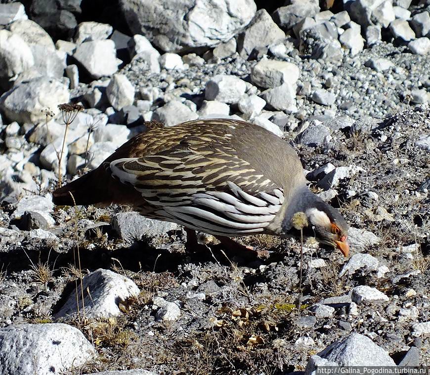 тибетский улар тибетский улар