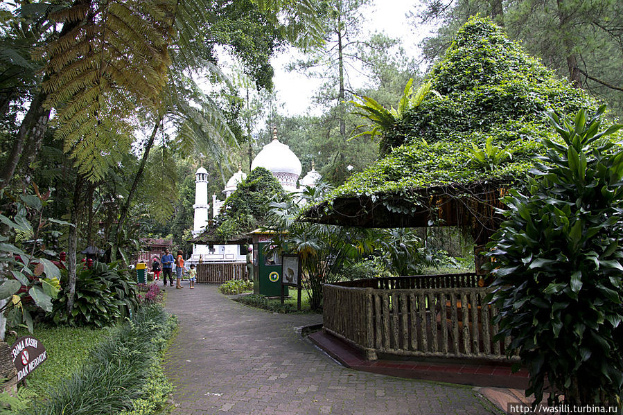 Дивная природа парка. Дивная природа парка.