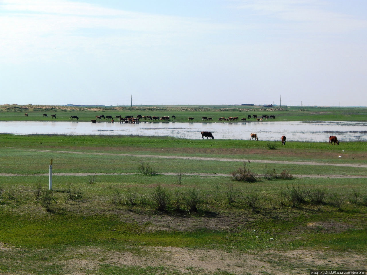 Бурёнки, лошадки и верблюды Мангистауская область, Казахстан