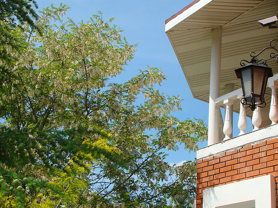 Моя сакура Москва, Россия Моя сакура Москва, Россия