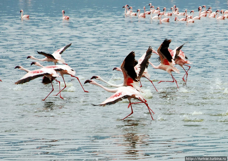 Фламинго на озере Богория