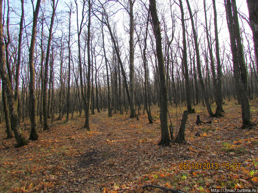В осеннем лесу Саратов, Россия В осеннем лесу Саратов, Россия