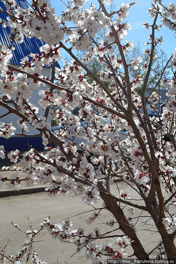 Наша робкая весна Оренбургская область, Россия Наша робкая весна Оренбургская область, Россия