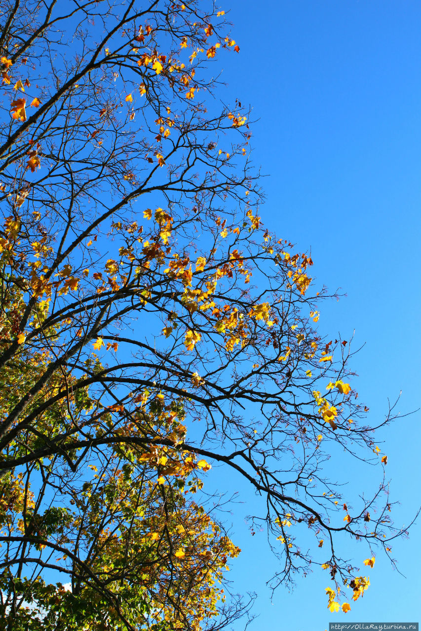 И в синеве неба складывать узоры из листьев... Великий Новгород, Россия