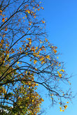 И в синеве неба складывать узоры из листьев...