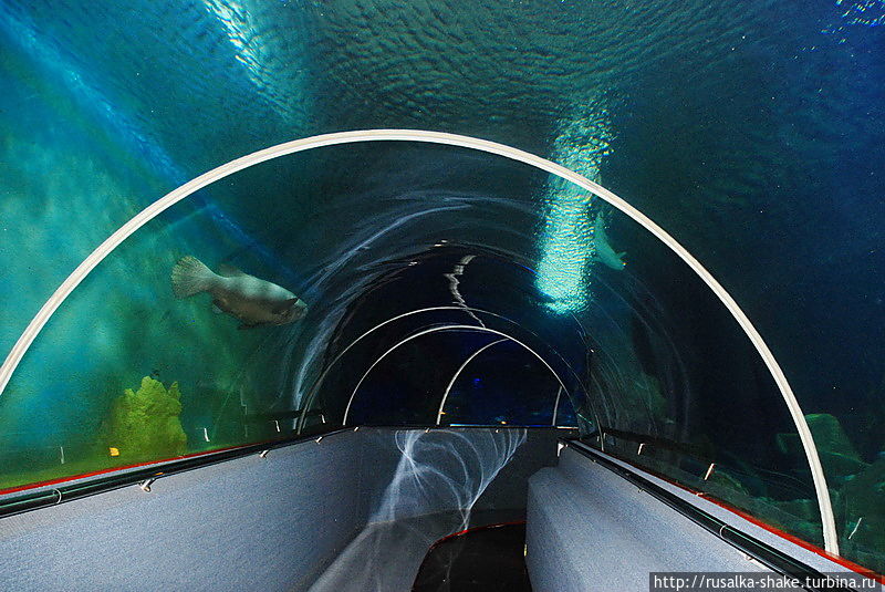 Подводный мир на  Жемчужном острове Нячанг, Вьетнам