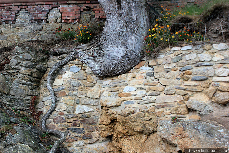 Очень живописно скалы переплетены корнями деревьев. Очень живописно скалы переплетены корнями деревьев.