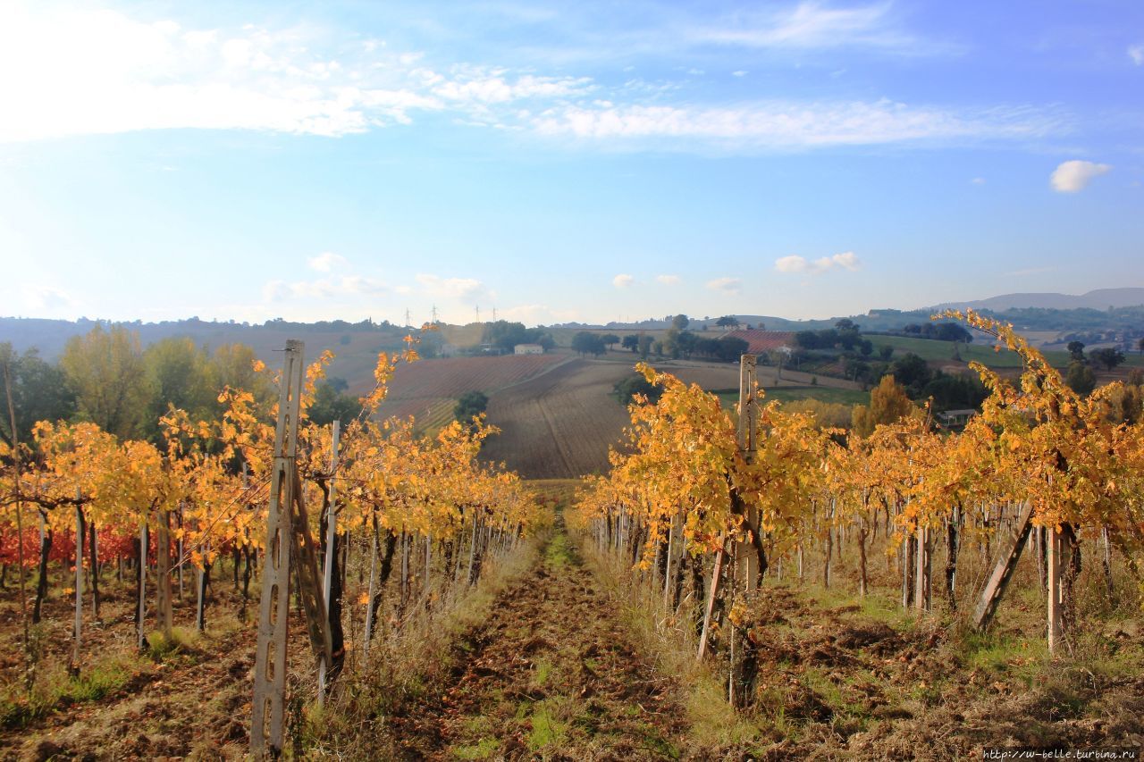 Алые виноградники у Соколиной горы Монтефалько, Италия