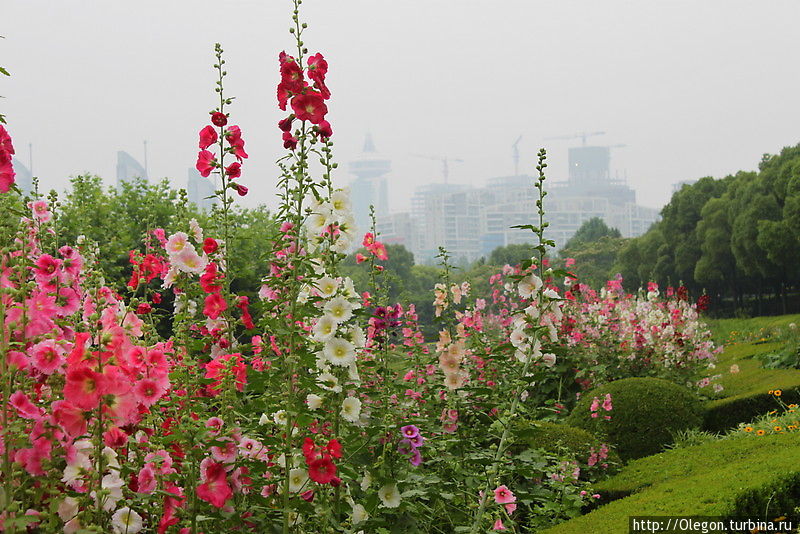 На заднем плане виднеется город со своими высоченными небоскрёбами Шанхай, Китай