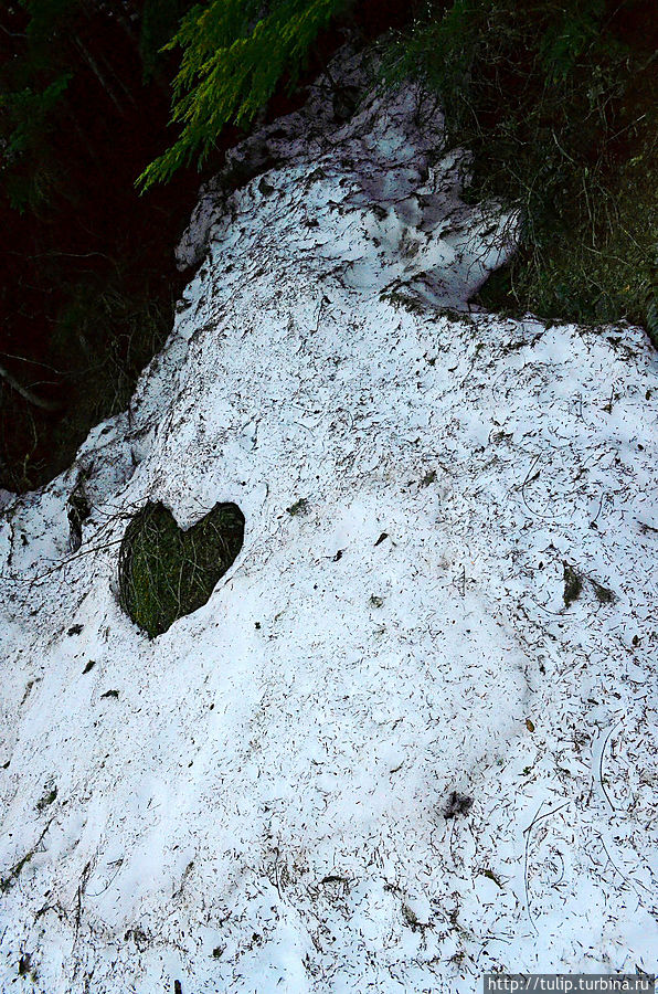 Любой лёд растопит горячая, искренняя любовь! Такую весеннюю проталину мы нашли в национальном парке Маунт Рейнир, штат Вашингтон. Любой лёд растопит горячая, искренняя любовь! Такую весеннюю проталину мы нашли в национальном парке Маунт Рейнир, штат Вашингтон.