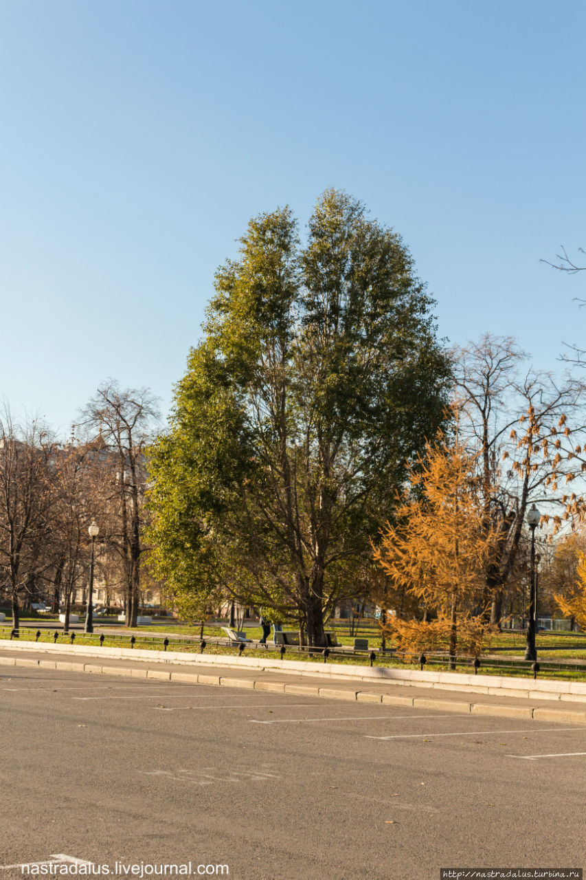И живописные деревья: Москва, Россия