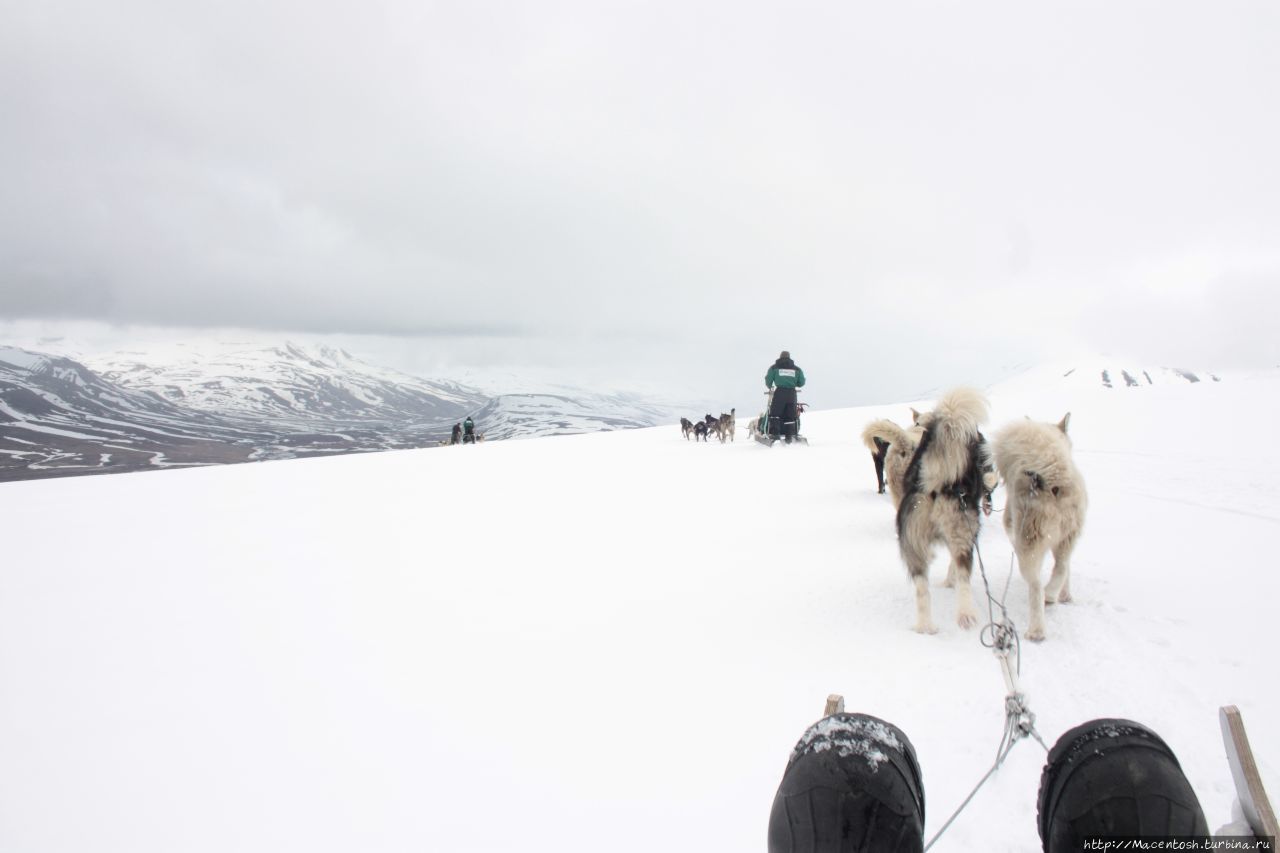 гонки на собачьих упряжках Шпицберген, Свальбард