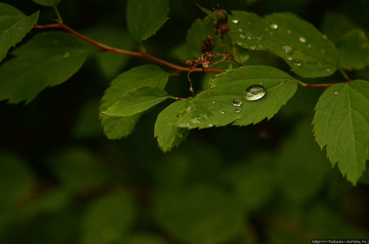 15 дождей и 2000 впечатлений 2015 15 дождей и 2000 впечатлений 2015