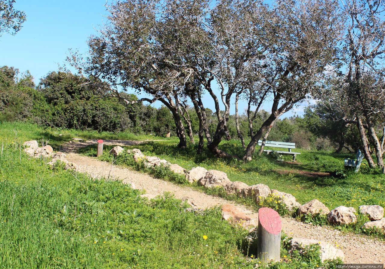 Рамат-а-Надив Зихрон-Яаков, Израиль