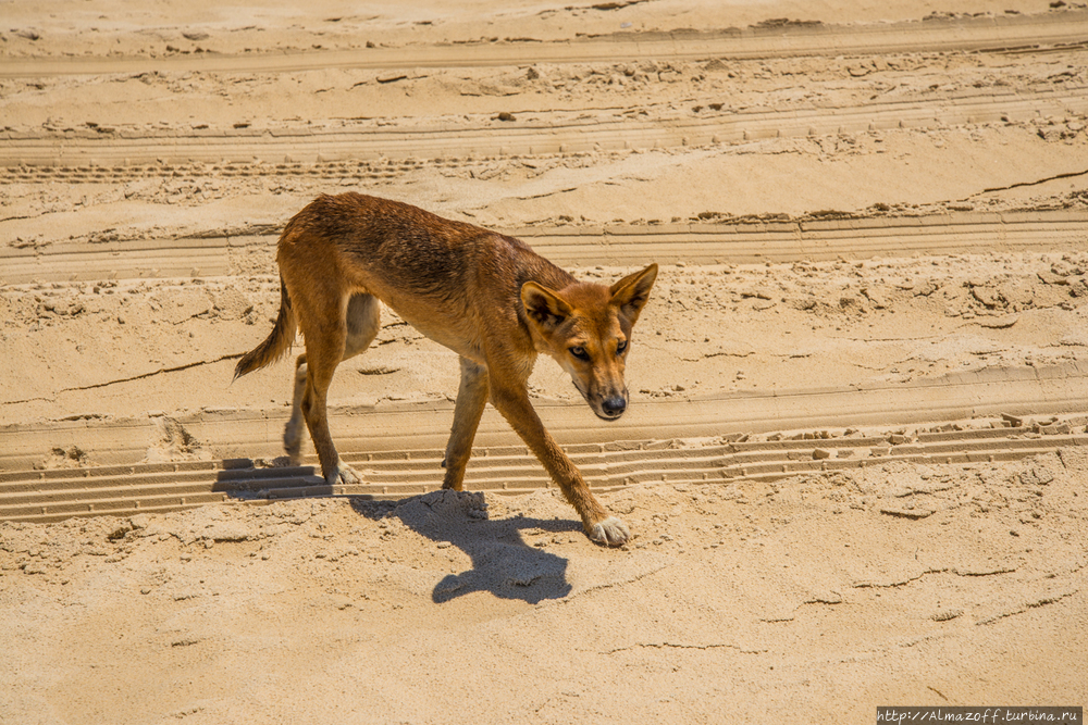 Короткое благополучное знакомство с животным миром Австралии Остров Фрейзер, Австралия