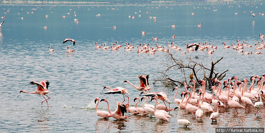 Царство фламинго на озере Богория Озеро Богория, Кения