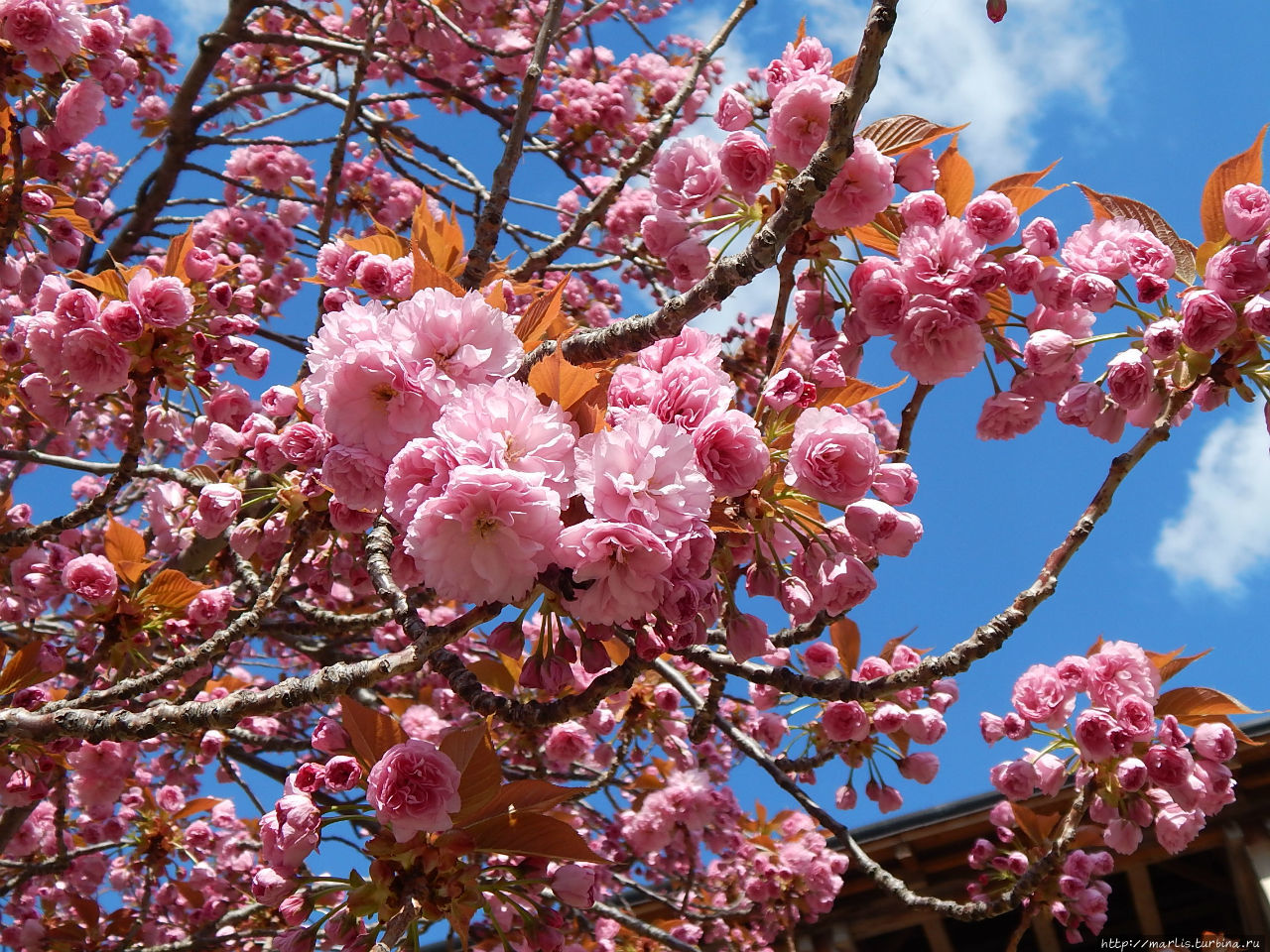 Когда цветет сакура Бад-Дюркхайм, Германия