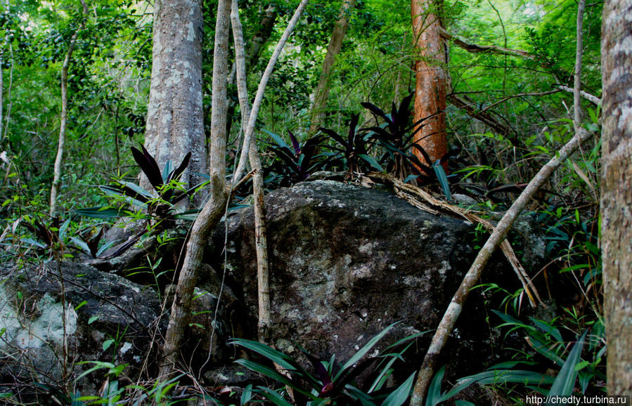 Тропинки в джунглях. Тропа Бордо Крус-Бей, Виргинские острова