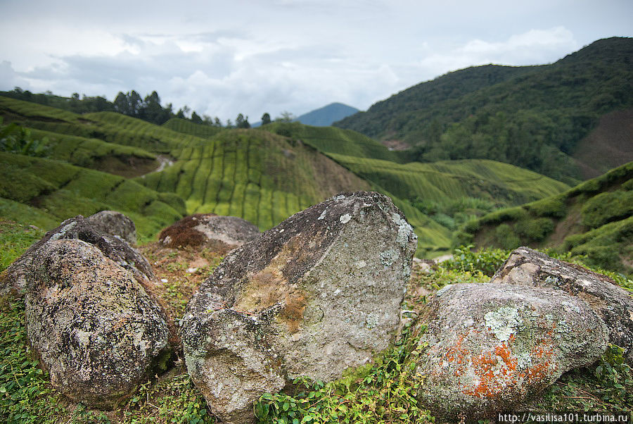 Чайные плантации — Sungai Palas Boh Tea Estate Танах-Рата, Малайзия