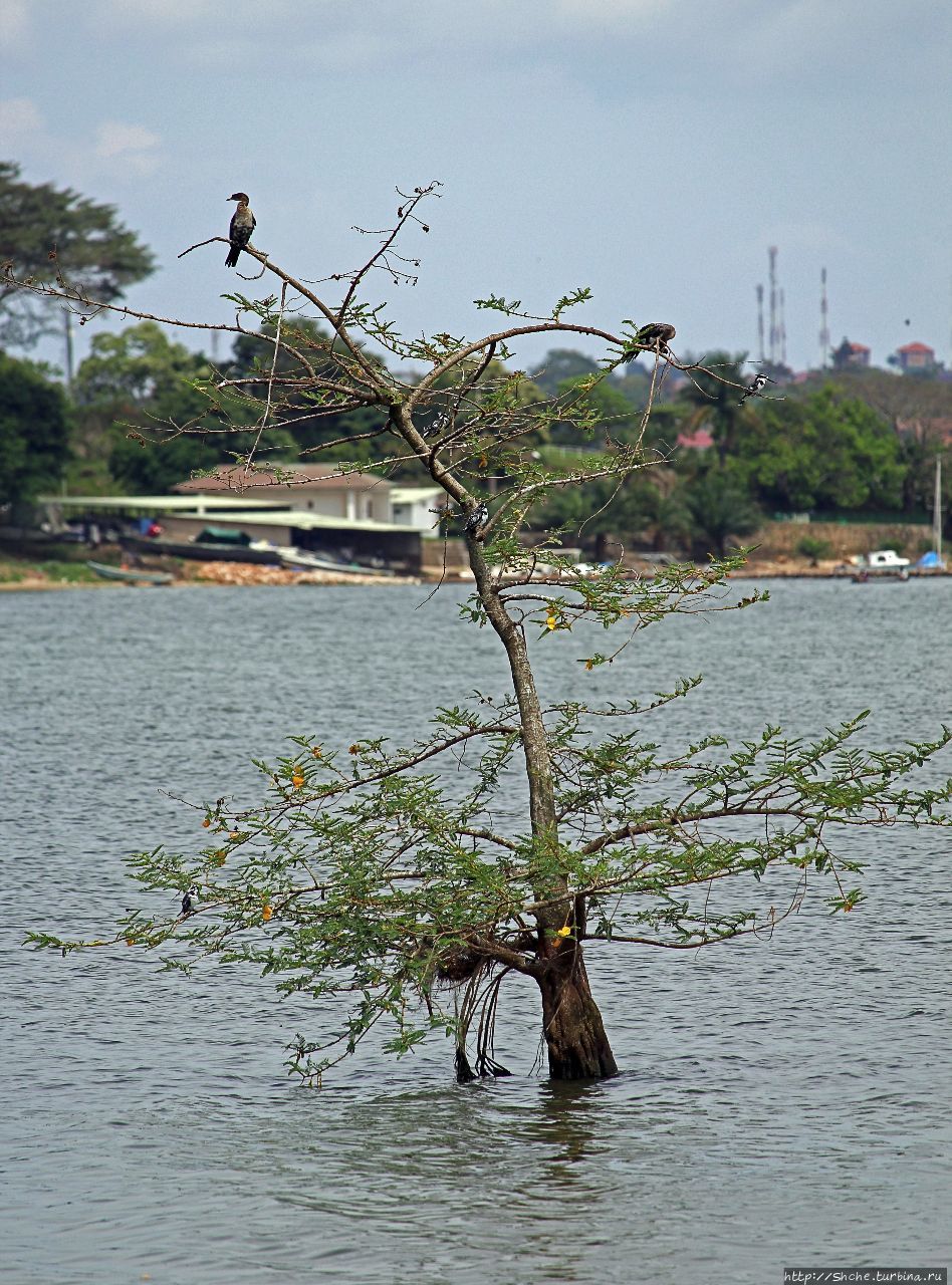 Озеро Виктория из Энтеббе Энтеббе, Уганда