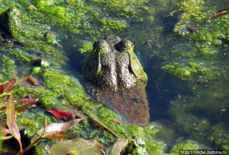 честно, таких размеров жа честно, таких размеров жа