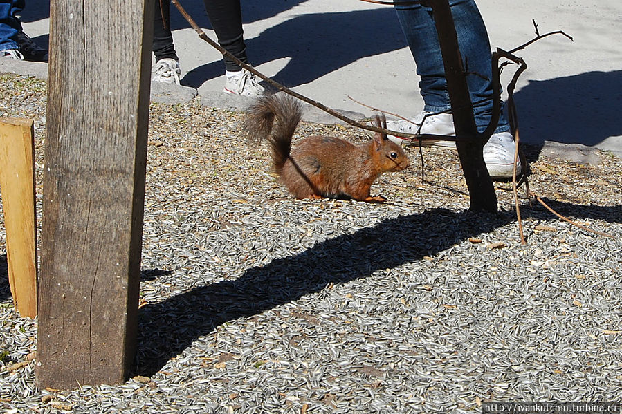 Белки, как и курицы, тоже снуют повсюду Белки, как и курицы, тоже снуют повсюду