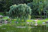 Японский сад (тоже в Кадриорге) — вот где можно обрести гармонию с собой