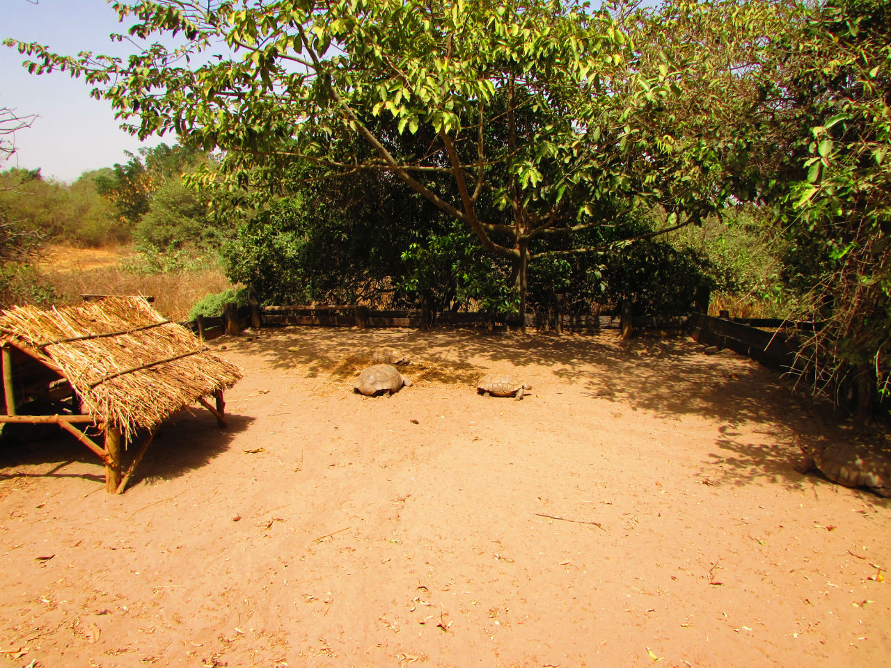 Огромные черепахи Африки Бамбилор, Сенегал