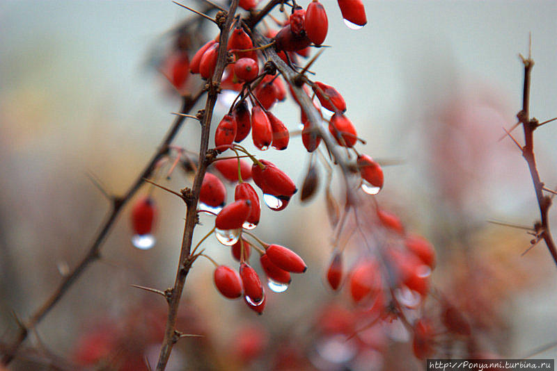 Плачет Осень в парке Штутгарт, Германия Плачет Осень в парке Штутгарт, Германия